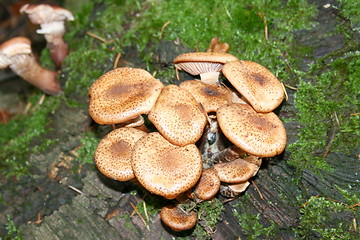 Image showing Polypores