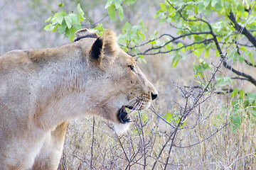 Image showing African Lion