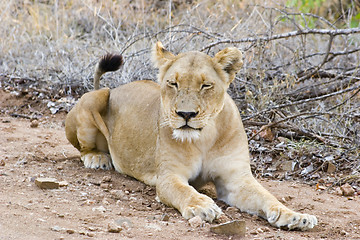 Image showing African Lion