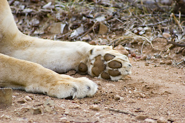 Image showing African Lion