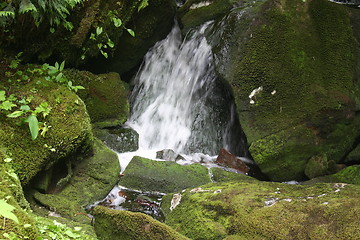 Image showing Forest Stream