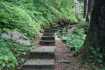 Image showing Trail Through Alaska Forest