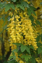 Image showing Golden Chain Flowers