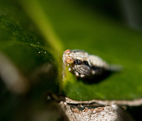 Image showing Issus coleoptratus nymph