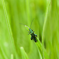 Image showing Oedemera nobilis beetle