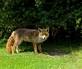 Image showing Old Blind Fox