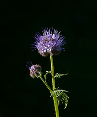 Image showing Phacelia tanacetifolia