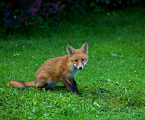 Image showing Red Fox Cub