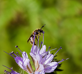 Image showing Solitary Bee on Phacelia flower