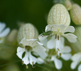 Image showing Speckled Bush Cricket on Bladder Campion