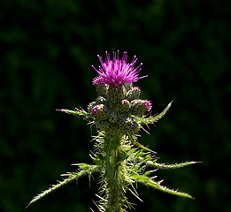 Image showing Thistle