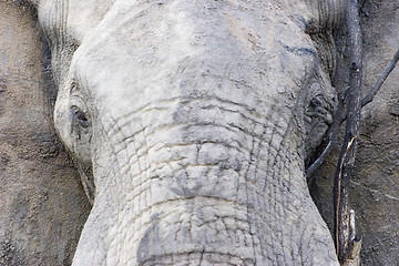 Image showing African Elephant