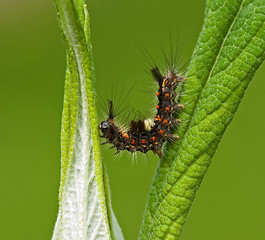 Image showing Vapourer Moth Caterpillar