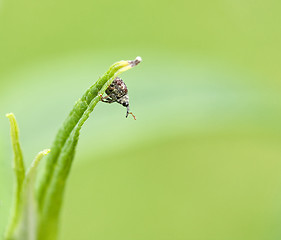 Image showing Cionus hortulanus weevil