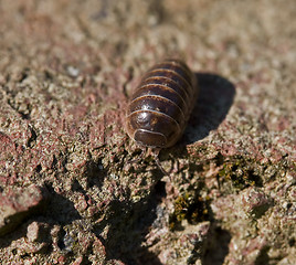 Image showing Common Pill Woodlouse