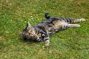 Image showing Cat washing