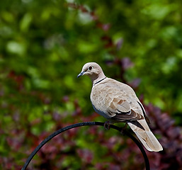 Image showing Collared Dove