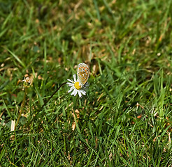 Image showing Common Blue butterfly on daisy