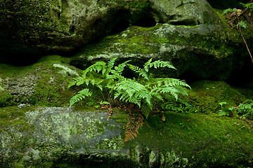 Image showing Fern and Rocks