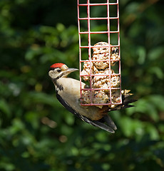 Image showing Great Spotted Woodpecker in sunlight