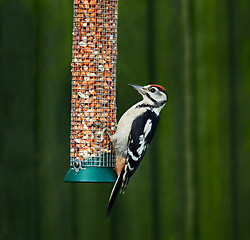 Image showing Great Spotted Woodpecker on feeder