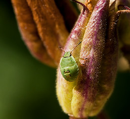 Image showing Green Shield Bug Nymph