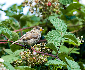 Image showing House Sparrow