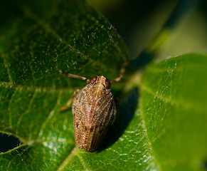 Image showing Issus coleoptratus