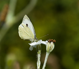 Image showing Large White Butterfly 