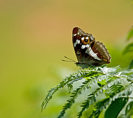 Image showing Purple Emperor butterfly