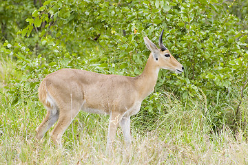 Image showing Common reedbuck