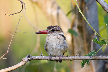 Image showing Brown hooded kingfisher