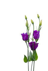 Image showing Beautiful violet flower