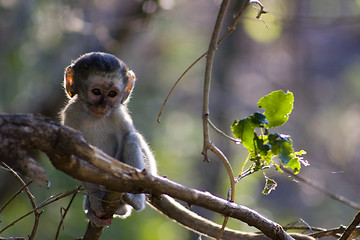 Image showing Vervet monkey