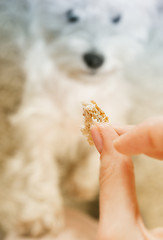 Image showing West highland white terrier