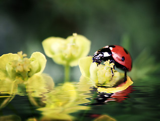 Image showing Ladybug on flowers