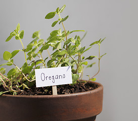 Image showing Oregano