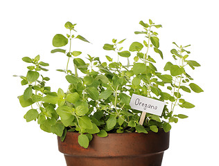 Image showing Oregano