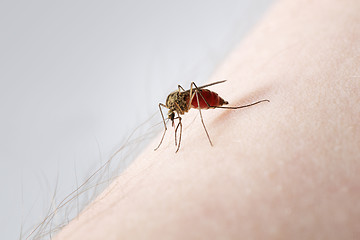 Image showing Mosquito