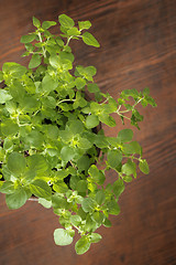 Image showing Oregano