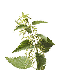 Image showing Stinging Nettle