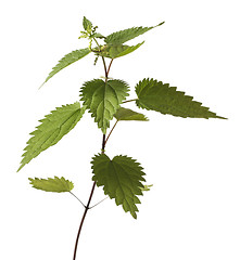 Image showing Stinging Nettle