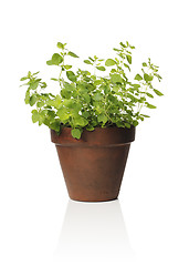 Image showing Oregano