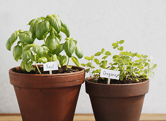 Image showing Basil and oregano