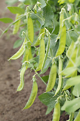 Image showing Sugar peas