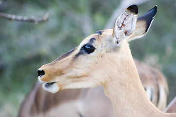 Image showing Impala