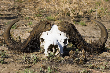 Image showing Cape buffalo