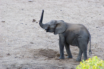 Image showing African Elephant