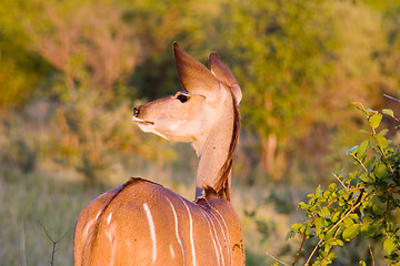 Image showing Kudu