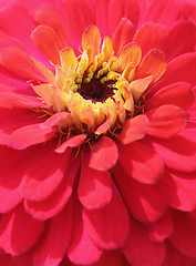 Image showing Flower closeup